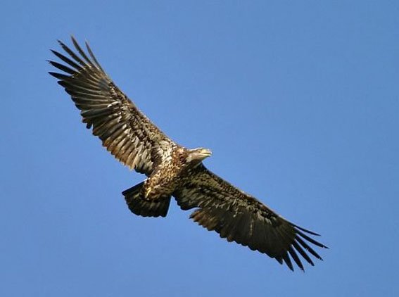 Aquila Reale