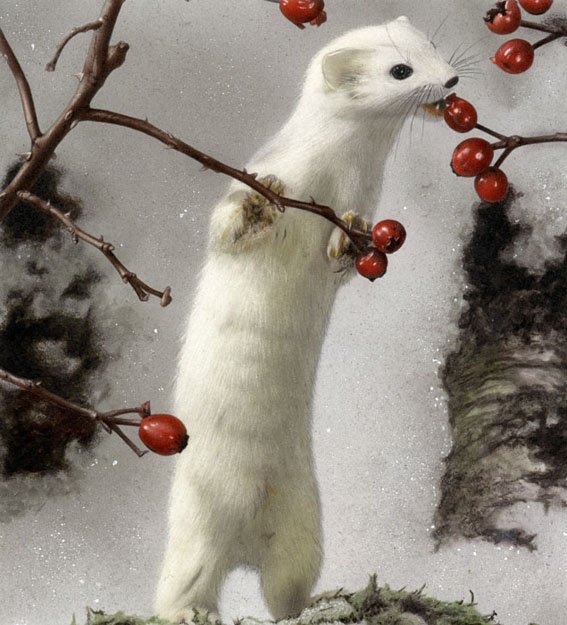 Ermellino