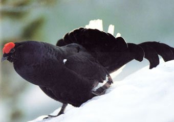 Gallo Forcello