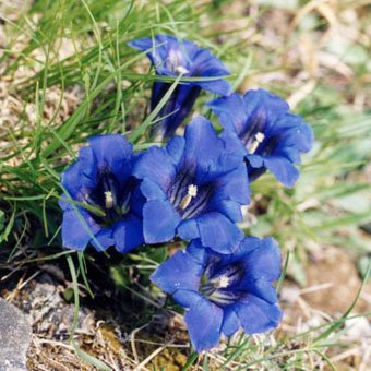 Genziana