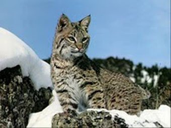 la lince in Trentino
