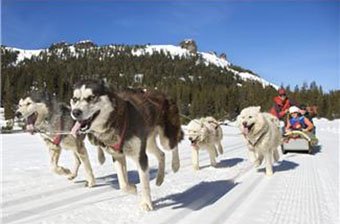 Sleddog