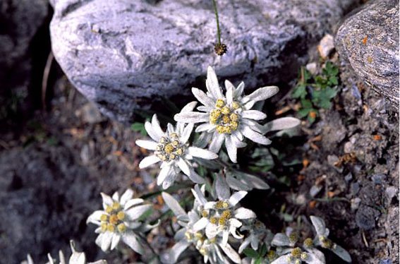Stella Alpina