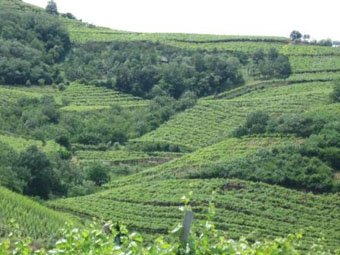 veneto vigne soave