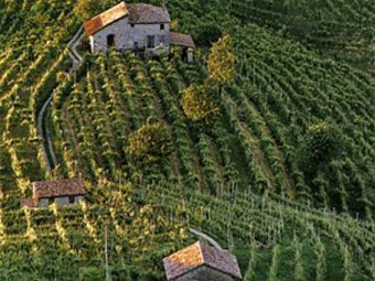 vitigni in Veneto