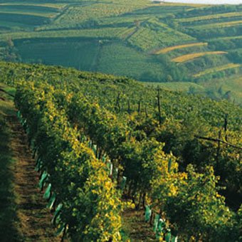 veneto vigne soave