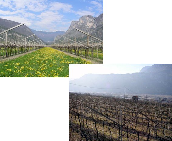 vigneti in Trentino Alto Adige