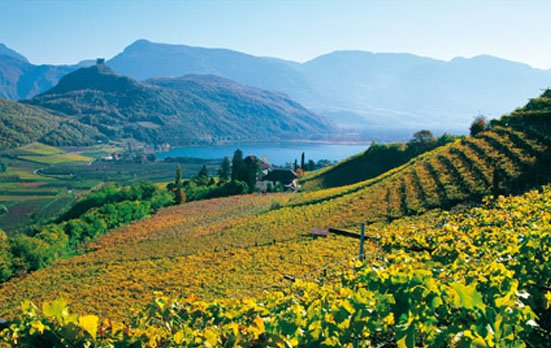 vigneti trentino