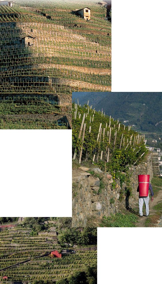 vigneti in Valtellina